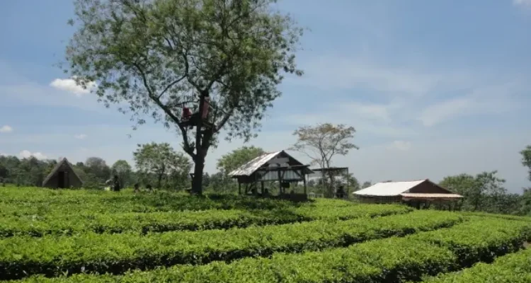 Shutterstock Alamat Kebun Teh Wonosari