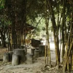 Alamat Hutan Bambu Bekasi